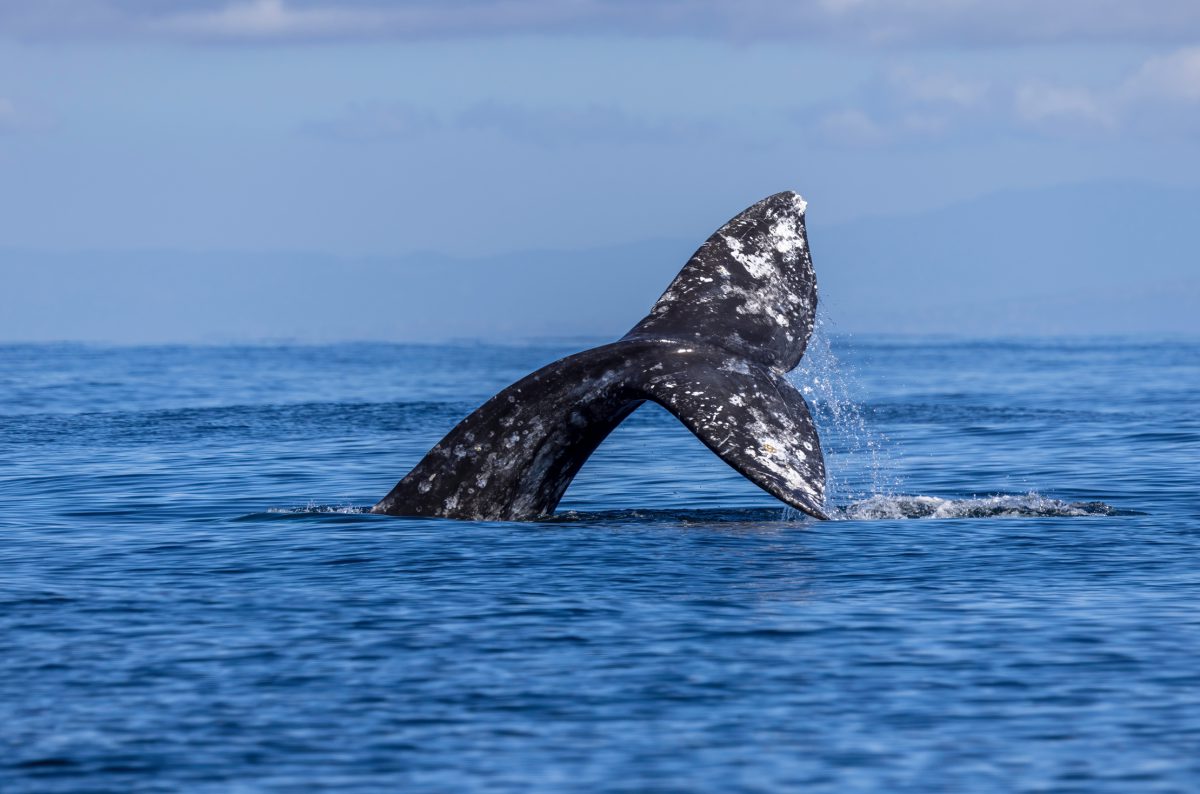 Spring Gray Whales Migration | Overleaf Lodge & Spa, Yachats, Oregon